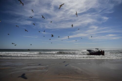 EU project works with fishers to reduce marine bycatch