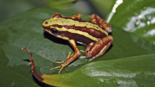 Why Russia may have turned to dart‑frog toxin epibatidine to poison Navalny