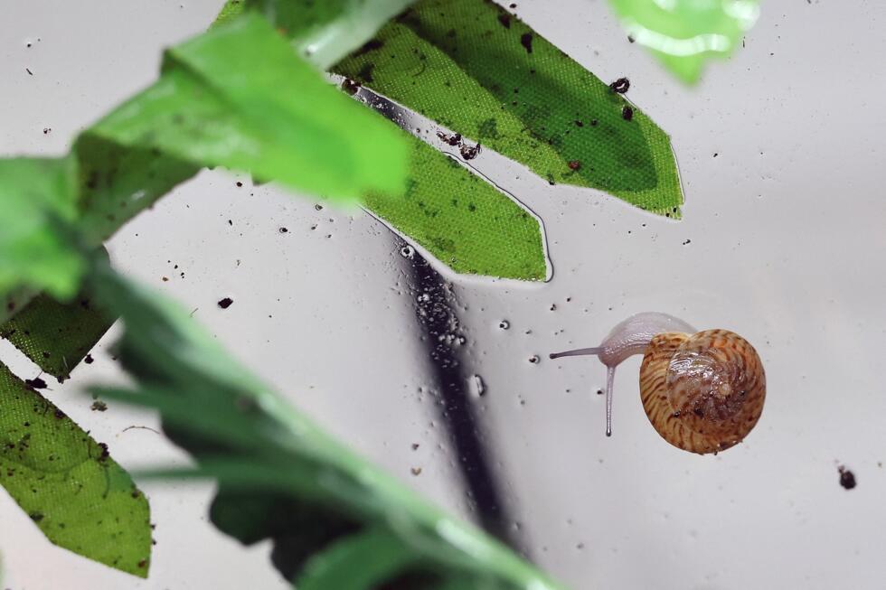 A greater Bermuda snail.