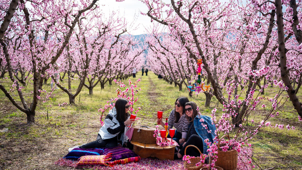 Anastasios Chalkidis, head of the Agricultural Association of Veria, drives his tractor through blooming pink peach trees near the city of Veria, northern Greece.