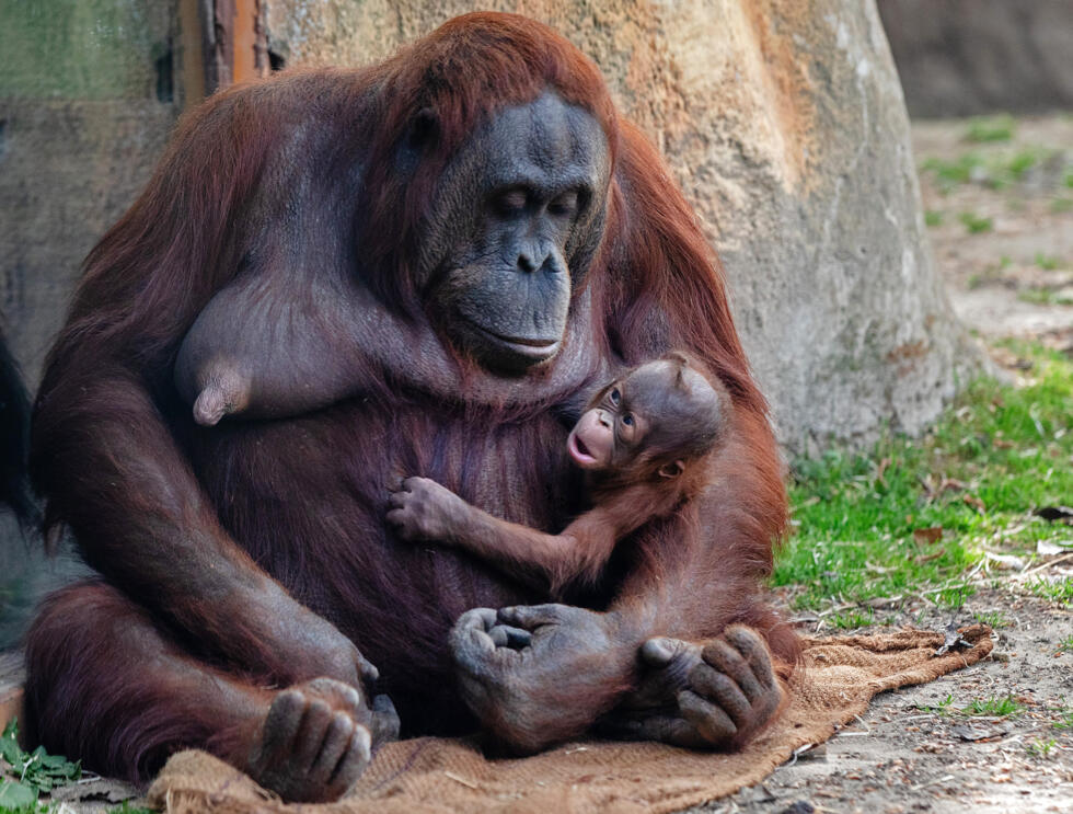 Surya, a female Bornean orangutan (Pongo pygmaeus), cradles her newborn.