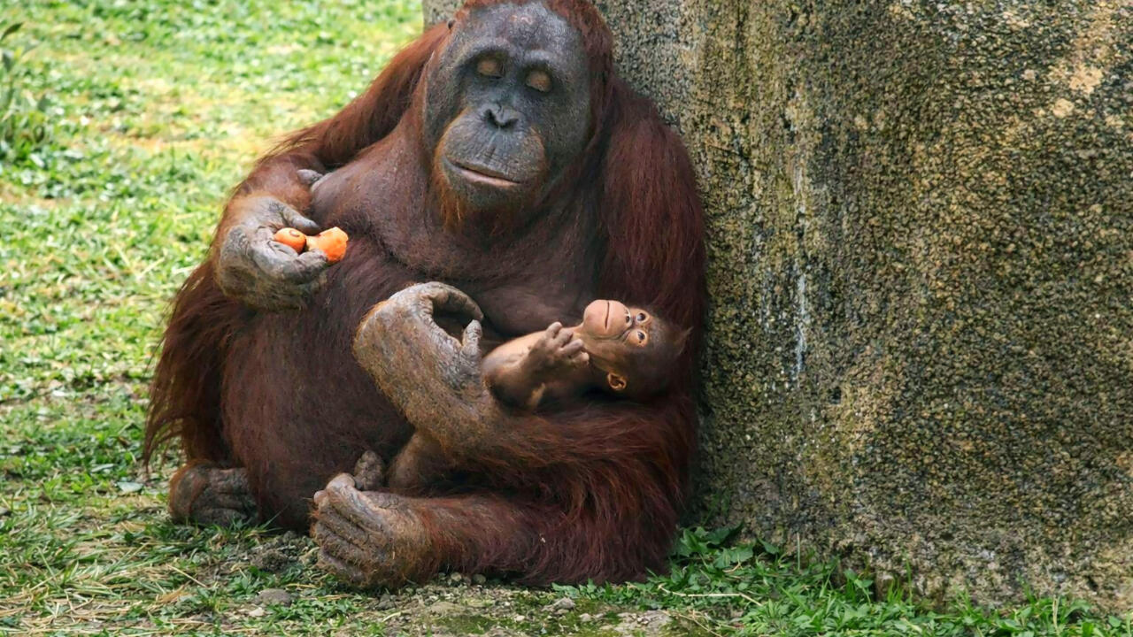 Surya, a female Bornean orangutan, cradles her newborn.