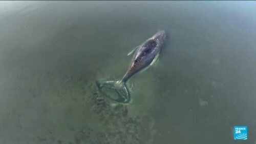 Should Timmy, the whale stranded off the German coast, be saved?