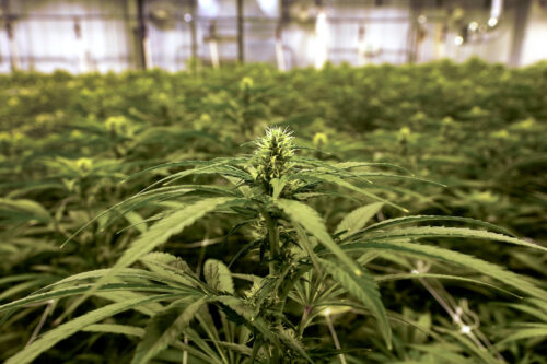 Trump moves to reschedule marijuana