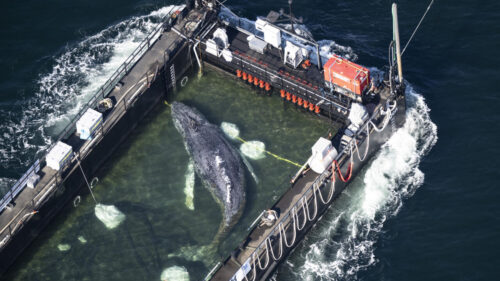 Humpback whale stranded in Germany released by barge into North Sea