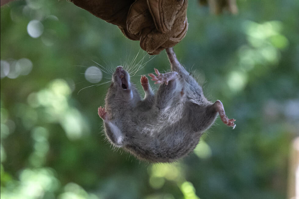 Hantaviruses are spread by rodents, in particular through contact with their droppings, urine or saliva