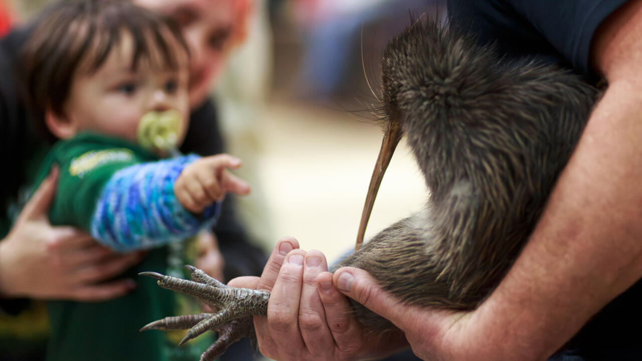 A staff member of a conservation organisation carries a kiwi bird during an event at Parliament in Wellington, New Zealand.
