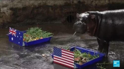 Animals predict World Cup results: Who will win the 2026 competition?