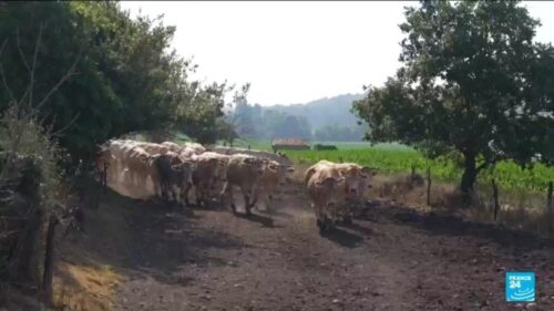 Climate-change driven heatwave brings uncertainty to French farmers