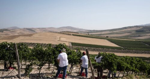 Killings of migrant workers in Calabria expose Italy’s illegal farm labor system