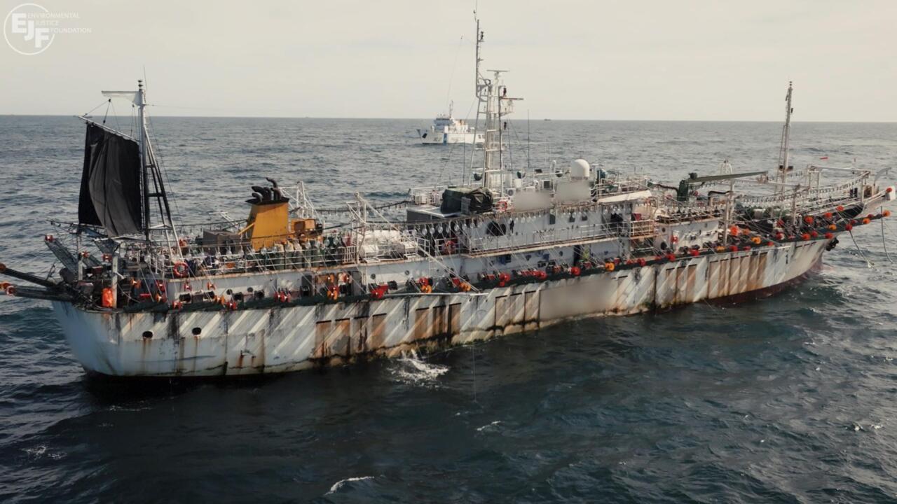 Three major squid fisheries supply around 60 percent of the world