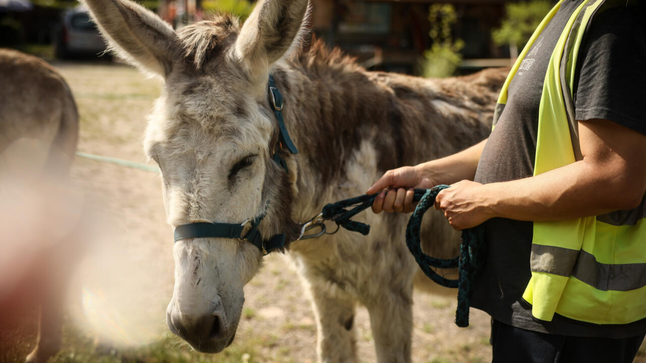 Patients with mental health conditions, staff members and volunteers, participate in a therapy session involving donkeys in Neuilly-sur-Marne on May 29, 2026