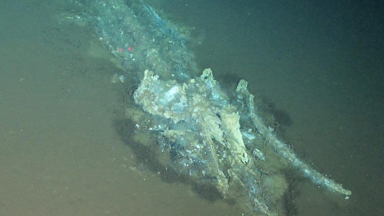 A huge array of animals including sea anemones, sponges and sea stars were found living off of the whale carcasses
