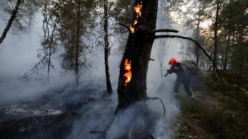 More than 1,900 hectares of Fontainebleau forest near Paris destroyed by wildfires