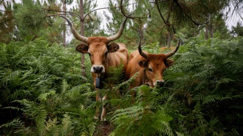 How native livestock is reducing the risk of wildfires in Spain’s Galicia region