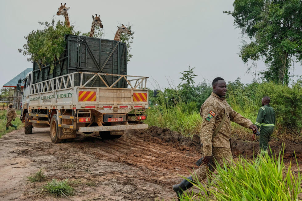 A truck carrying Nubian giraffes is parked as Uganda Wildlife Authority (UWA) rangers prepare for their translocation from Murchison Falls National Park to Ajai Wildlife Reserve northwestern Uganda.
