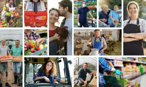 Farmers, fair markets and consumers: new report highlights the role of EU competition rules in agriculture