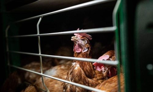 New EU strategy must help farmers move toward a more humane food system