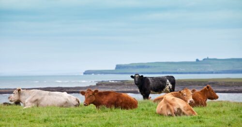 Europe’s cows get a geopolitical upgrade