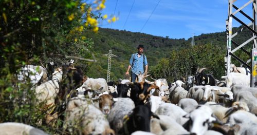Europe turns to goats to prevent wildfires