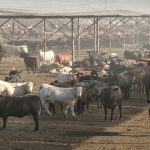 Trump administration rejects UN farm declaration over gender references