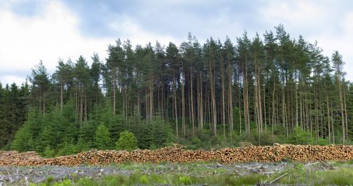 Britain risks new rift with Washington over deforestation regulations