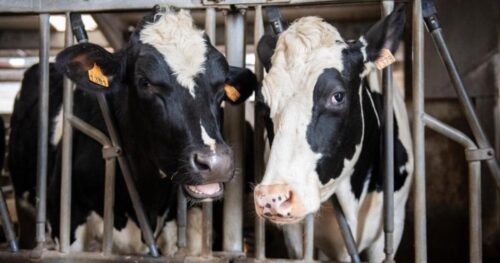New plan to boost resilience and prosperity of livestock farming