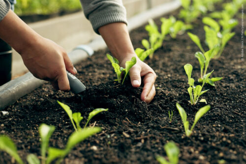 Press release – Fertiliser prices: MEPs approve support for farmers