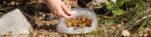 The hidden biodiversity battle to save Europe’s forests