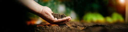 Researchers zoom in on tiny life forms that could save our soils and our health