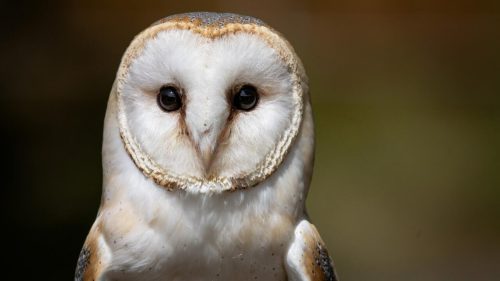 British Army sailors rescue bedraggled barn owl 70 nautical miles out to sea