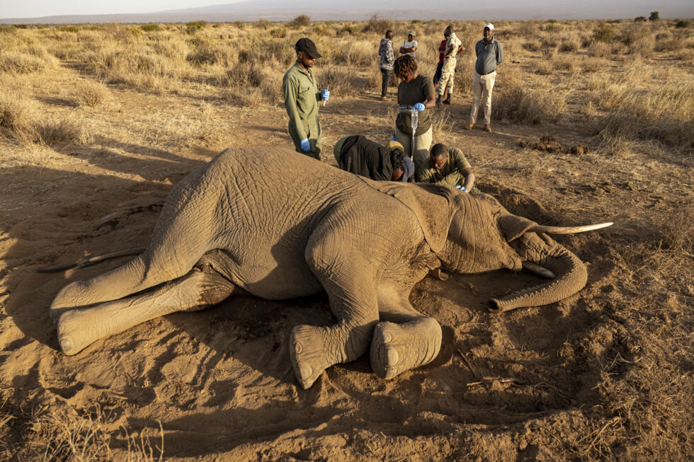 On the ground, raising a cloud of dust, the elephant exhausts itself trying again and again to get back on its feet, in a futile effort that only causes it to spin endlessly in circles.