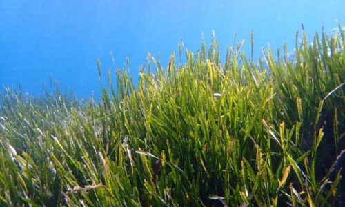 Conserving seagrass meadows is crucial for ‘blue carbon’ climate strategies