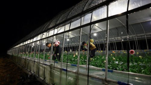 Deadly daytime heat turns Japanese farmers nocturnal