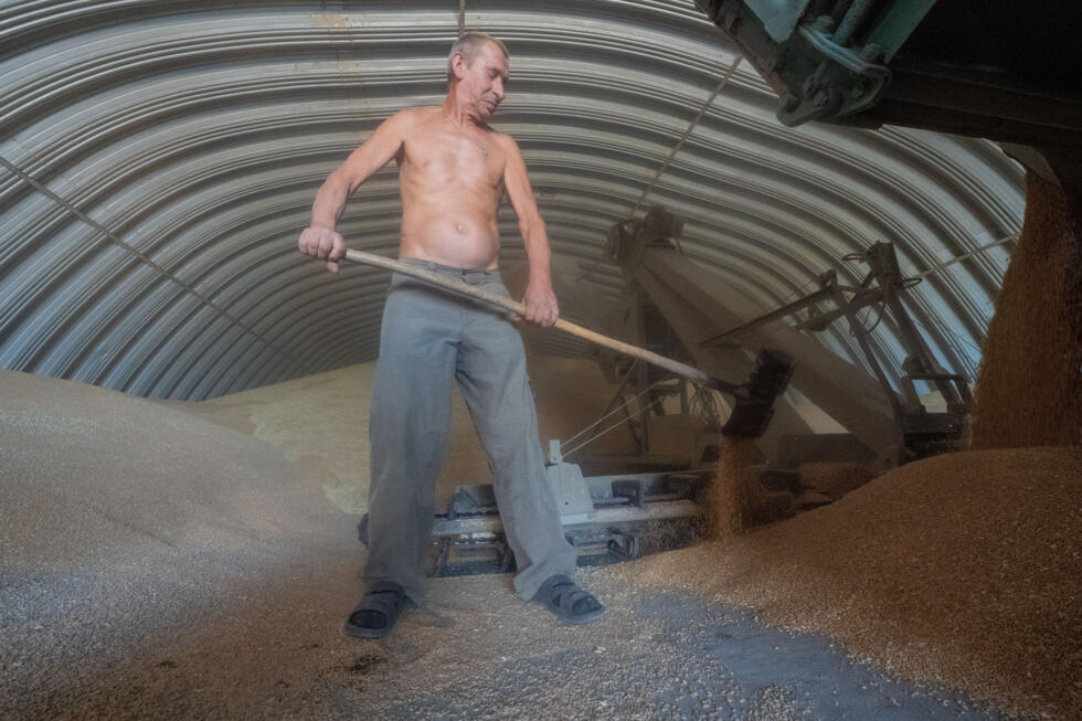 A farmer piles wheat into a granary in Kharkiv region, Ukraine