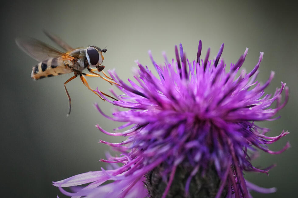 A fly feeds on flower nectar in a forest on a sunny day in outskirts of Tallinn, Estonia.
