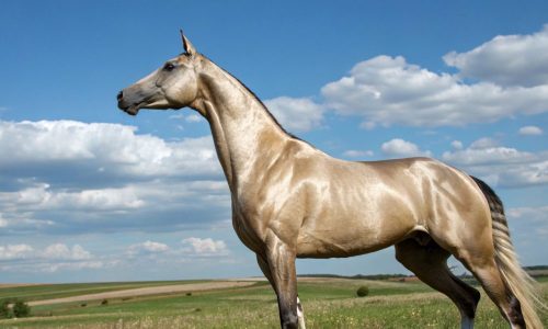 The world’s most beautiful horses come to the Netherlands