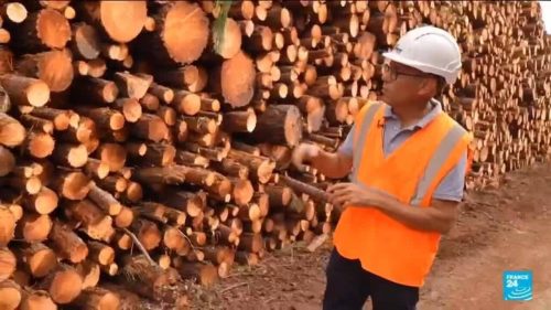 France’s timber industry rushes to process trees charred by wildfires