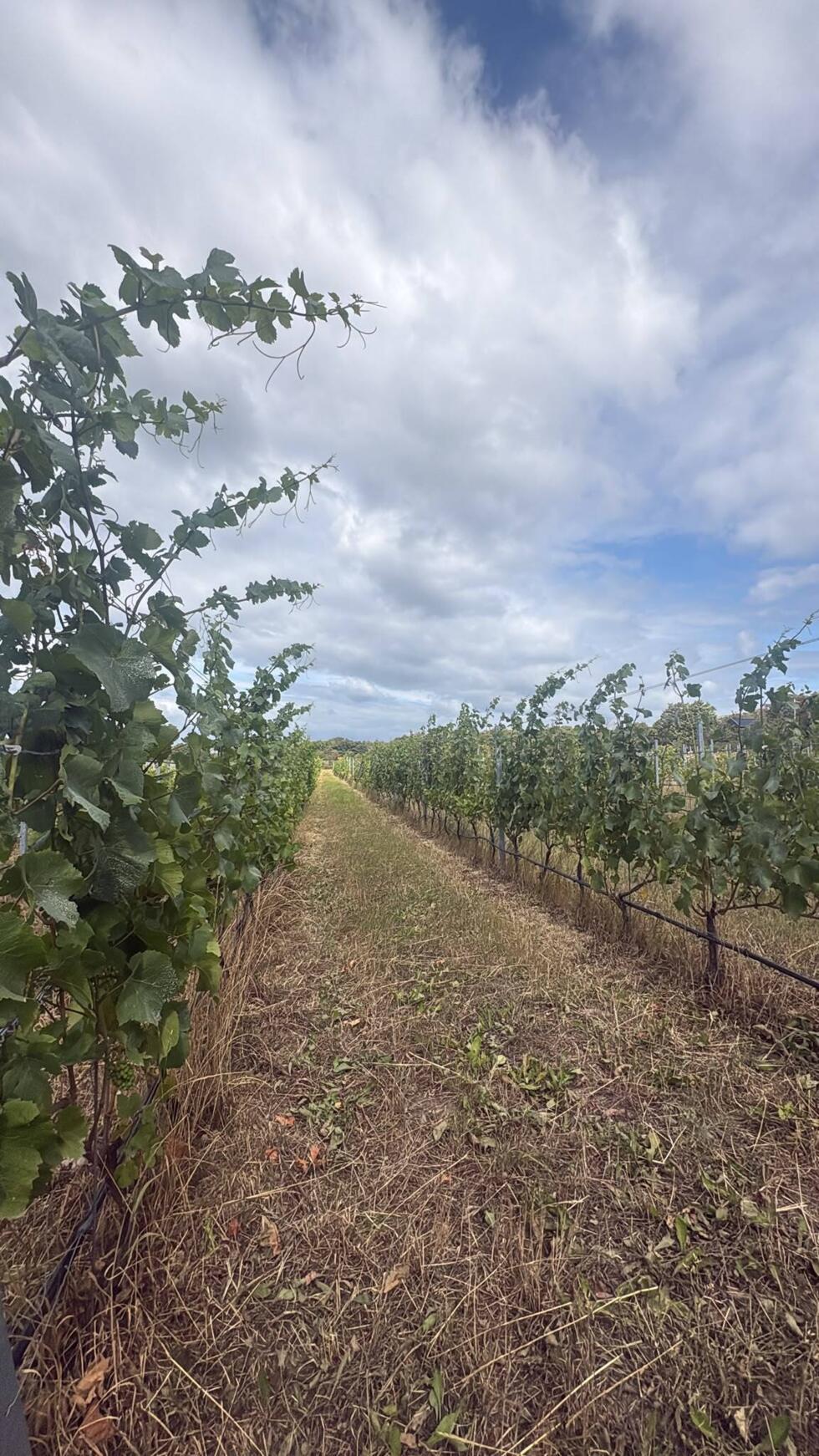 A vineyard near Båstad, in southern Sweden, August 7, 2026