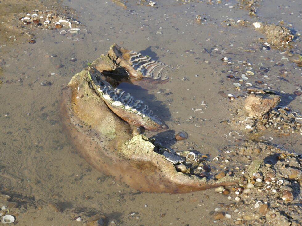 This handout photograph released on July 30, 2026 shows the remains of an ancient mammoth in Bulgaria as record-low water levels on the Danube River exposed parts of the riverbed near the village of Ryahovo. Specialists have so far identified a jaw bone, tusk fragments, part of a shoulder blade and a femur. Woolly mammoths co-existed with early humans, who hunted them for food and used their tusks and bones as tools.