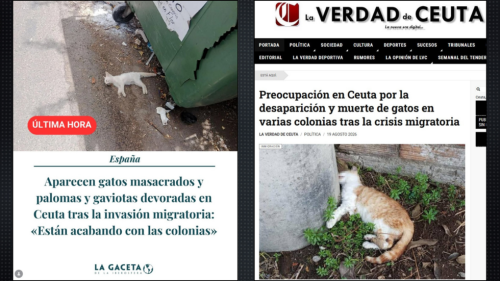 ‘In Ceuta, they are eating the cats’: Fake images and a persistent rumour