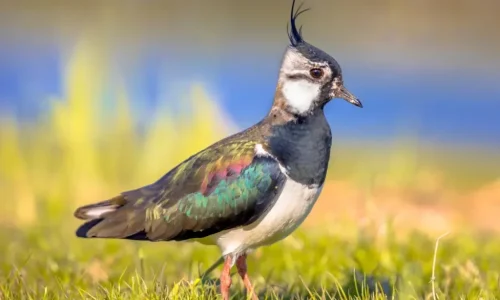 Belgian zoo offers safe haven for threatened bird species