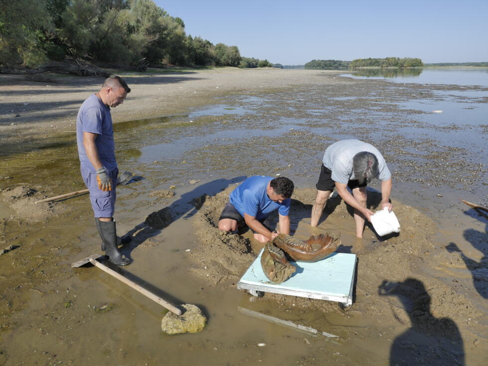 This handout photograph taken by Teodor Mechev and released on July 30, 2026, shows scientists examining remains of an ancient mammoth near the village of Ryahovo, south of Bucharest.