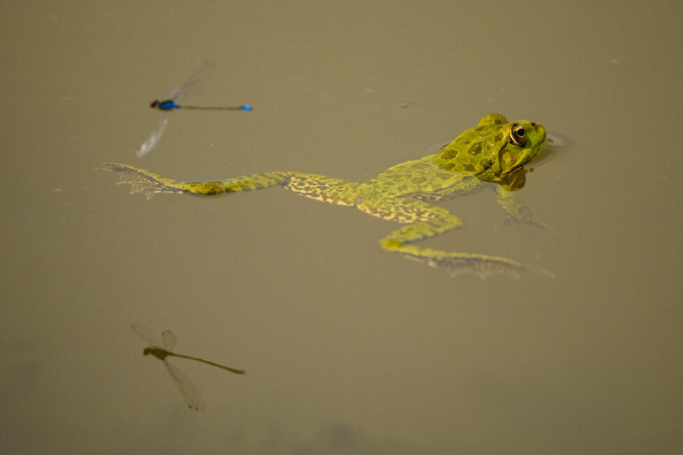 A frog floats in a puddle in an area that is usually submerged along the Danube River that is exposed due to low water levels in Rasova, Romania, Monday, Aug. 3 2026