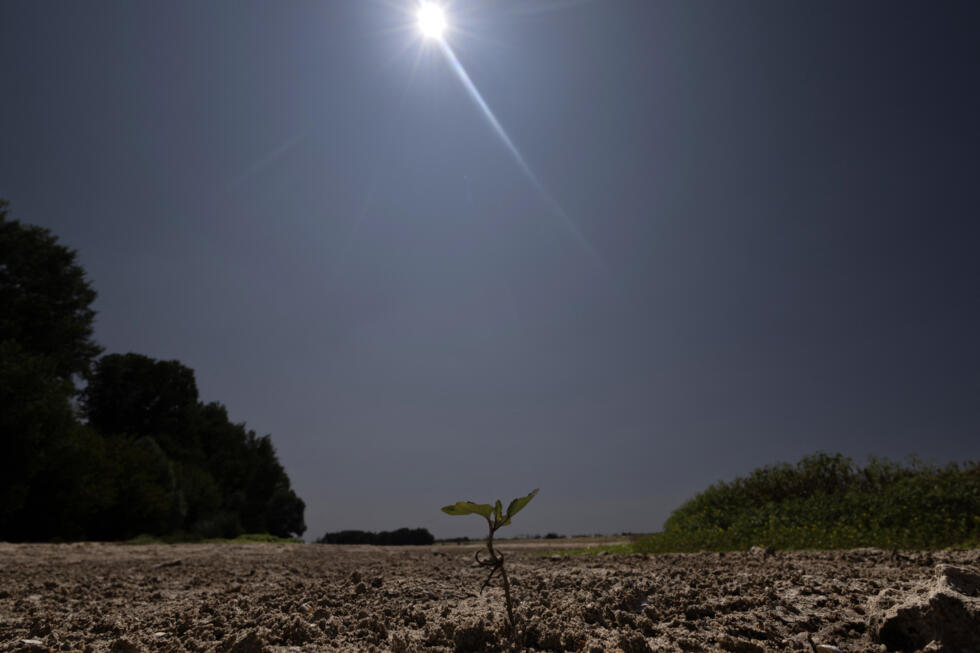 This photograph shows a plant sprout emerging from dried out soil of the partially dry Loire riverbed in Chécy near Orléans central France on July 22, 2026