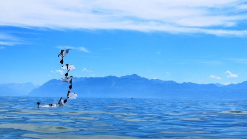 Designing robots that fly and swim